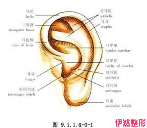 做耳垂畸形矫治会留疤痕吗