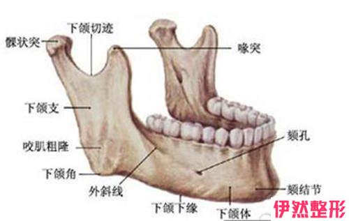 丰下颚能够选择胶原弹性蛋白吗？