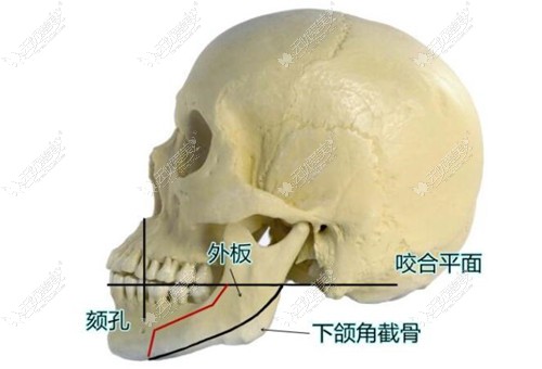 下颌骨外板的位置 下颌骨外板的位置