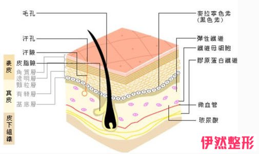 脸部脂肪填充